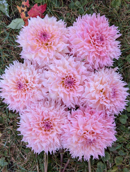 Lee's Pink Grapefruit