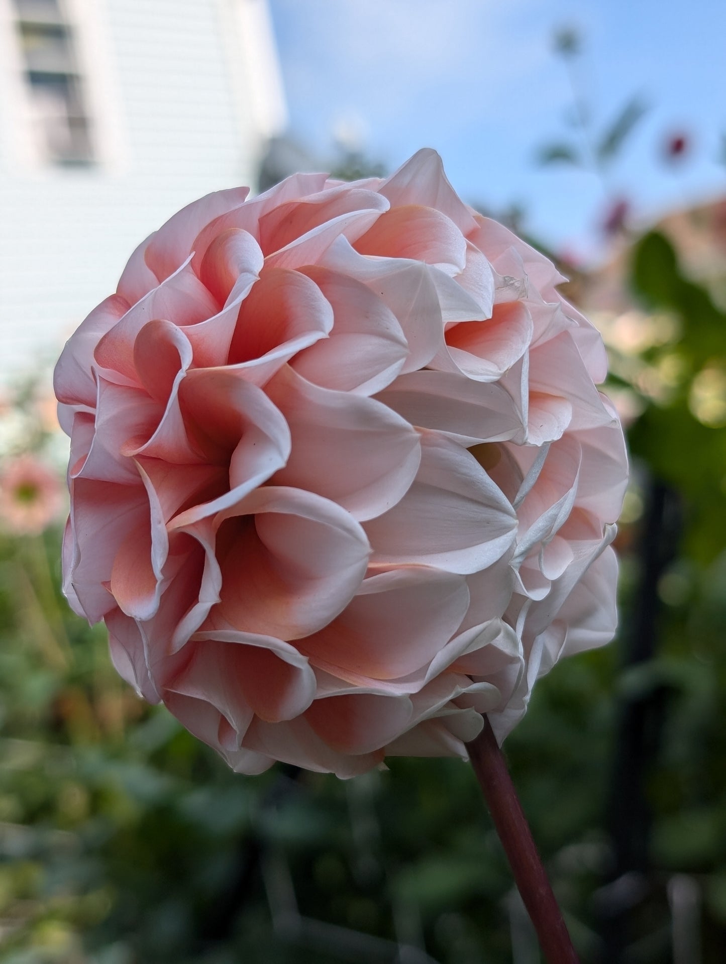 Lee's Hopscotch (LIMIT ONE)