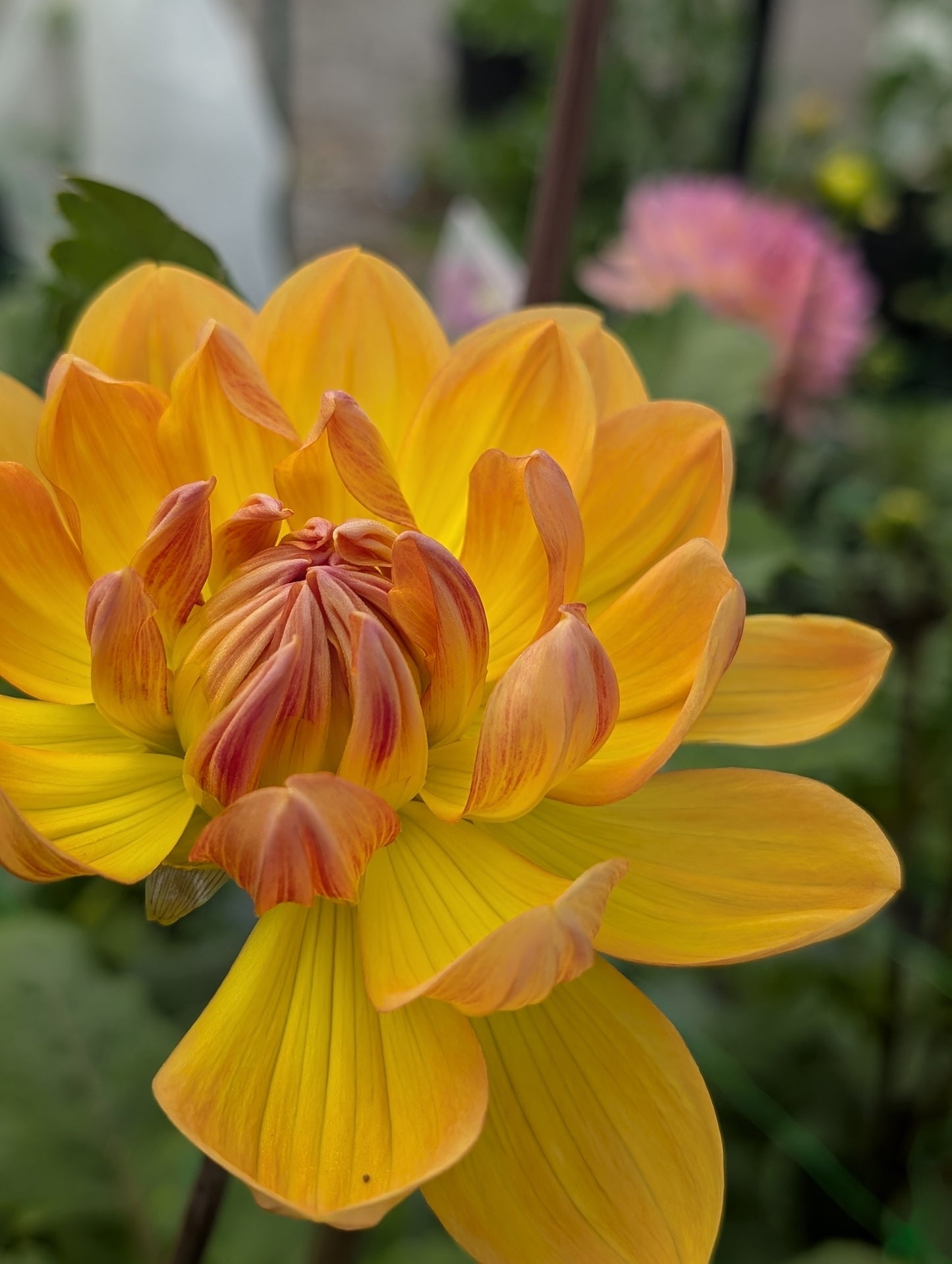 Hollyhill Honeygold