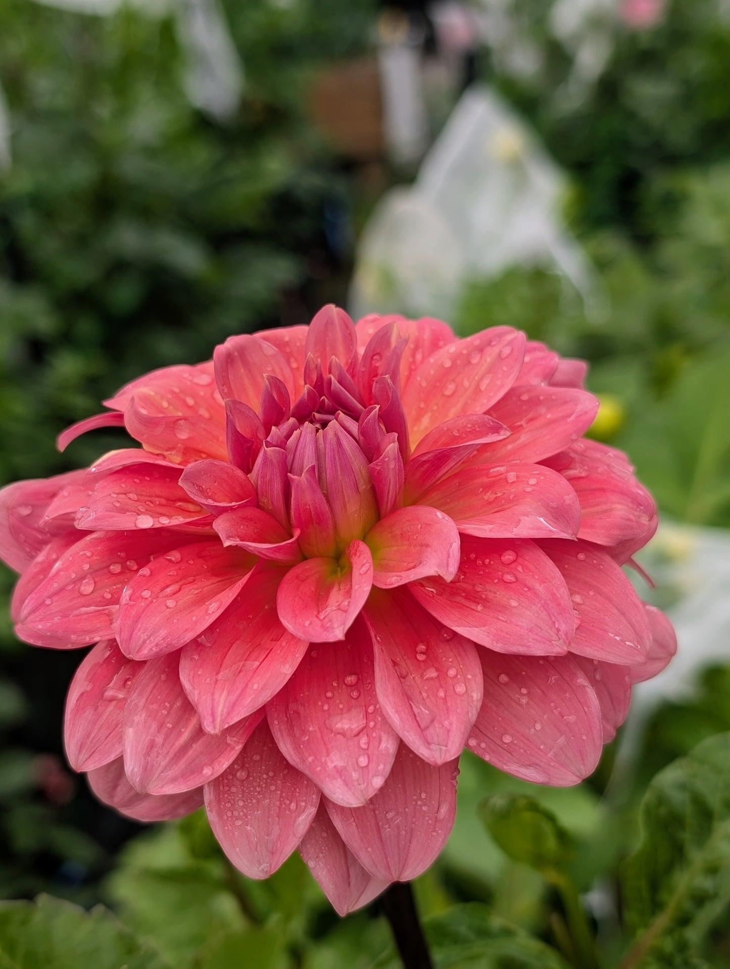 Lee's Papaya (Limit ONE)