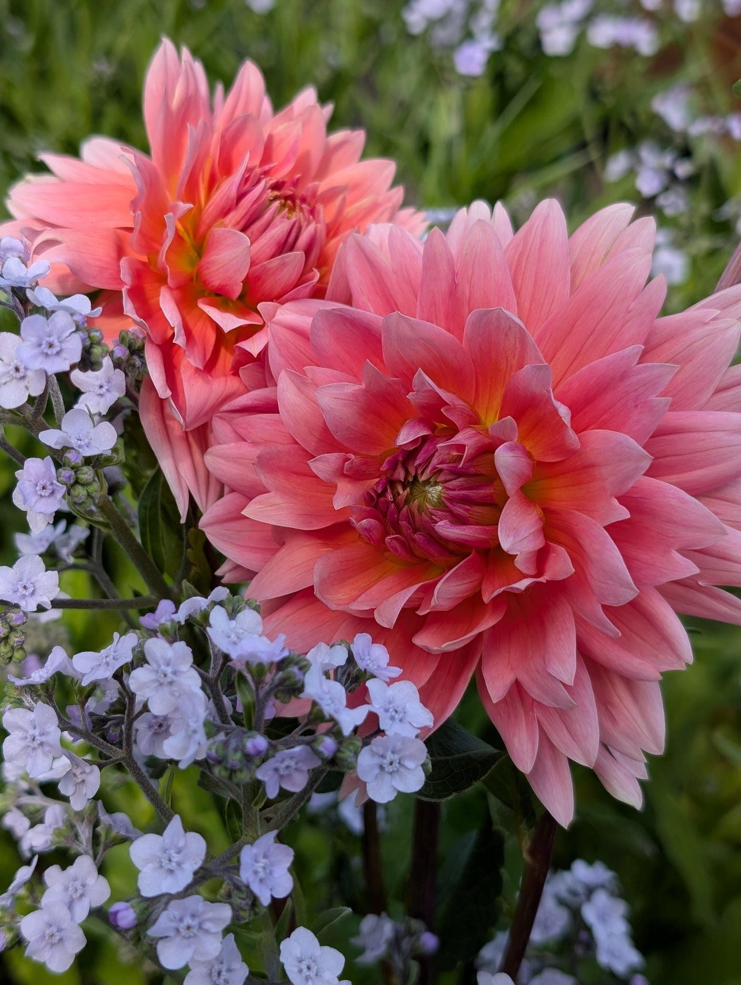 Carolina Wagemans (Limit ONE)