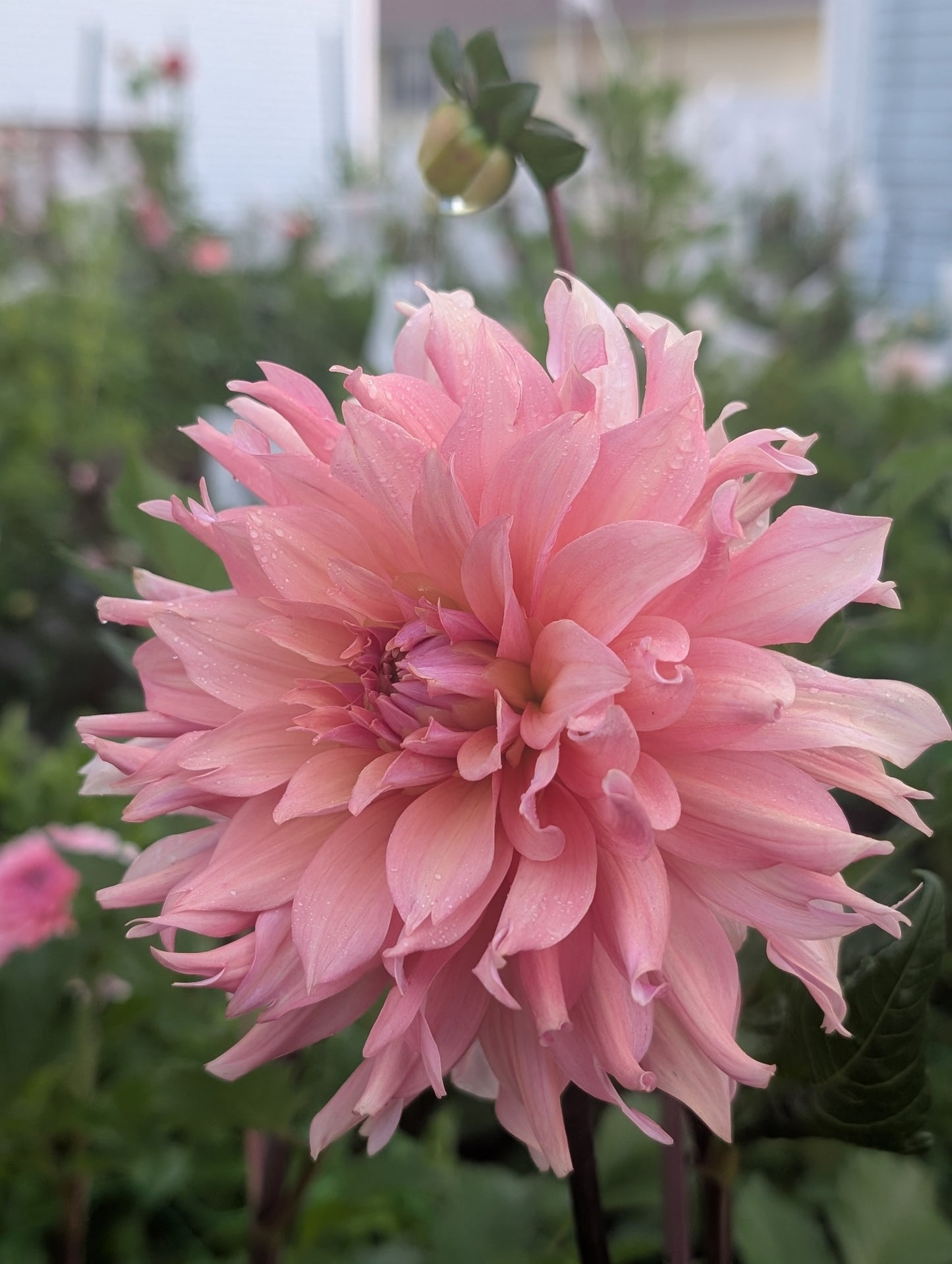 Lee's Bandicoot (Limit ONE)