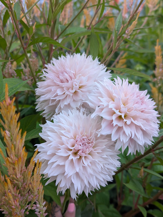 Lee's Starchild (Limit ONE)