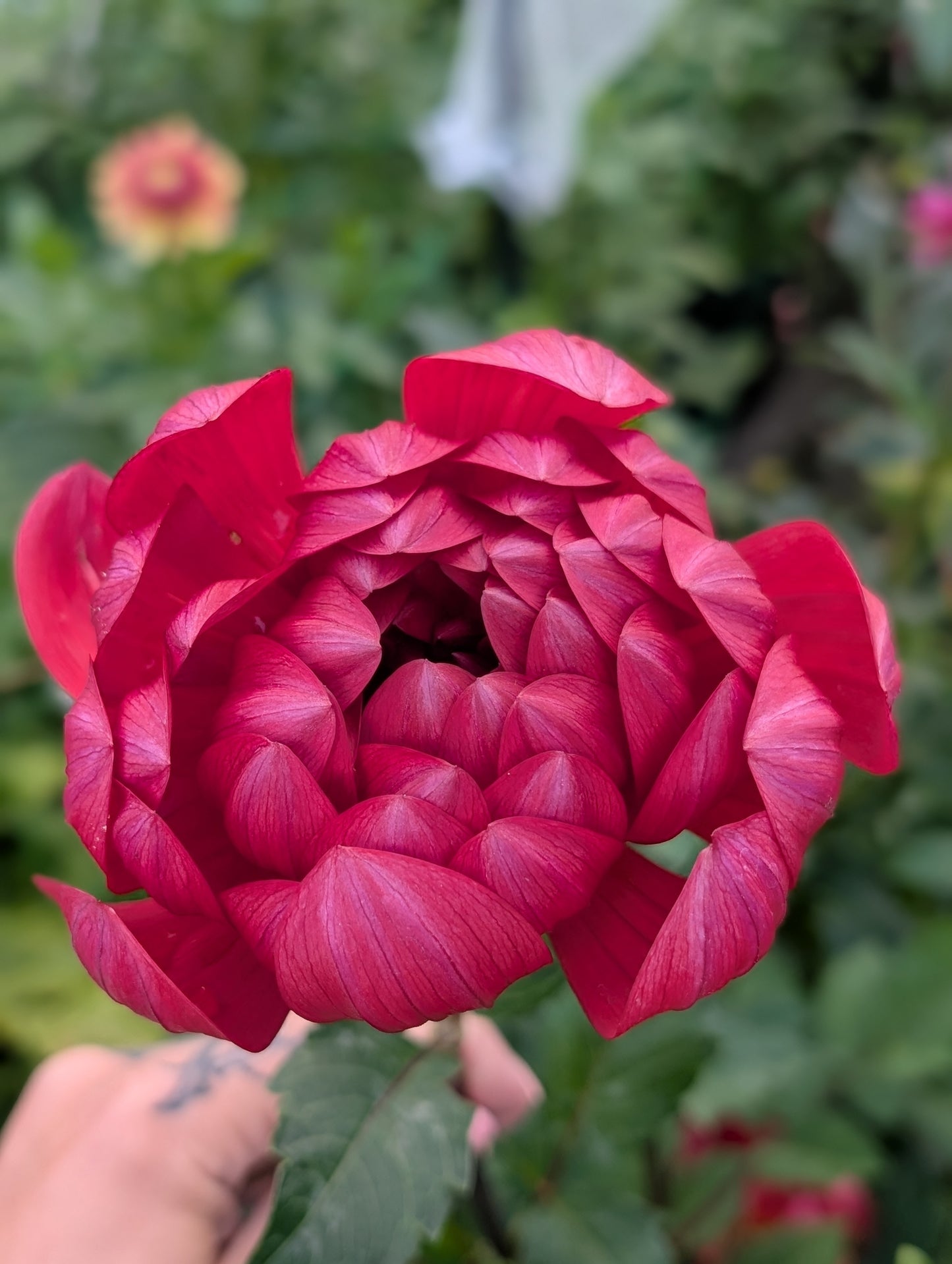 Hollyhill Ruby Rose (Limit ONE)