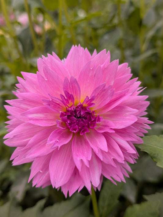 Lee's Dragonfruit Fizz