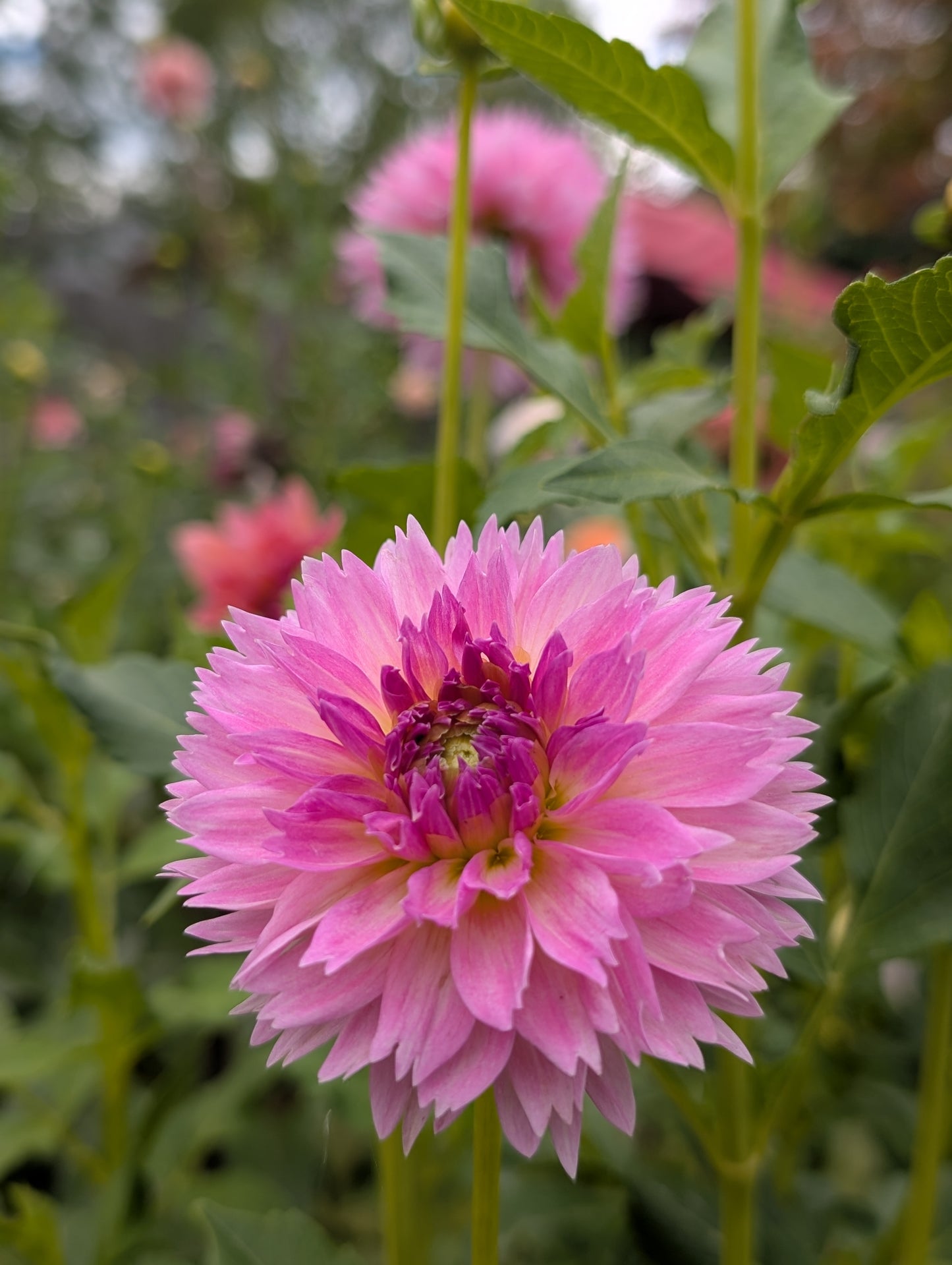 Lee's Dragonfruit Fizz