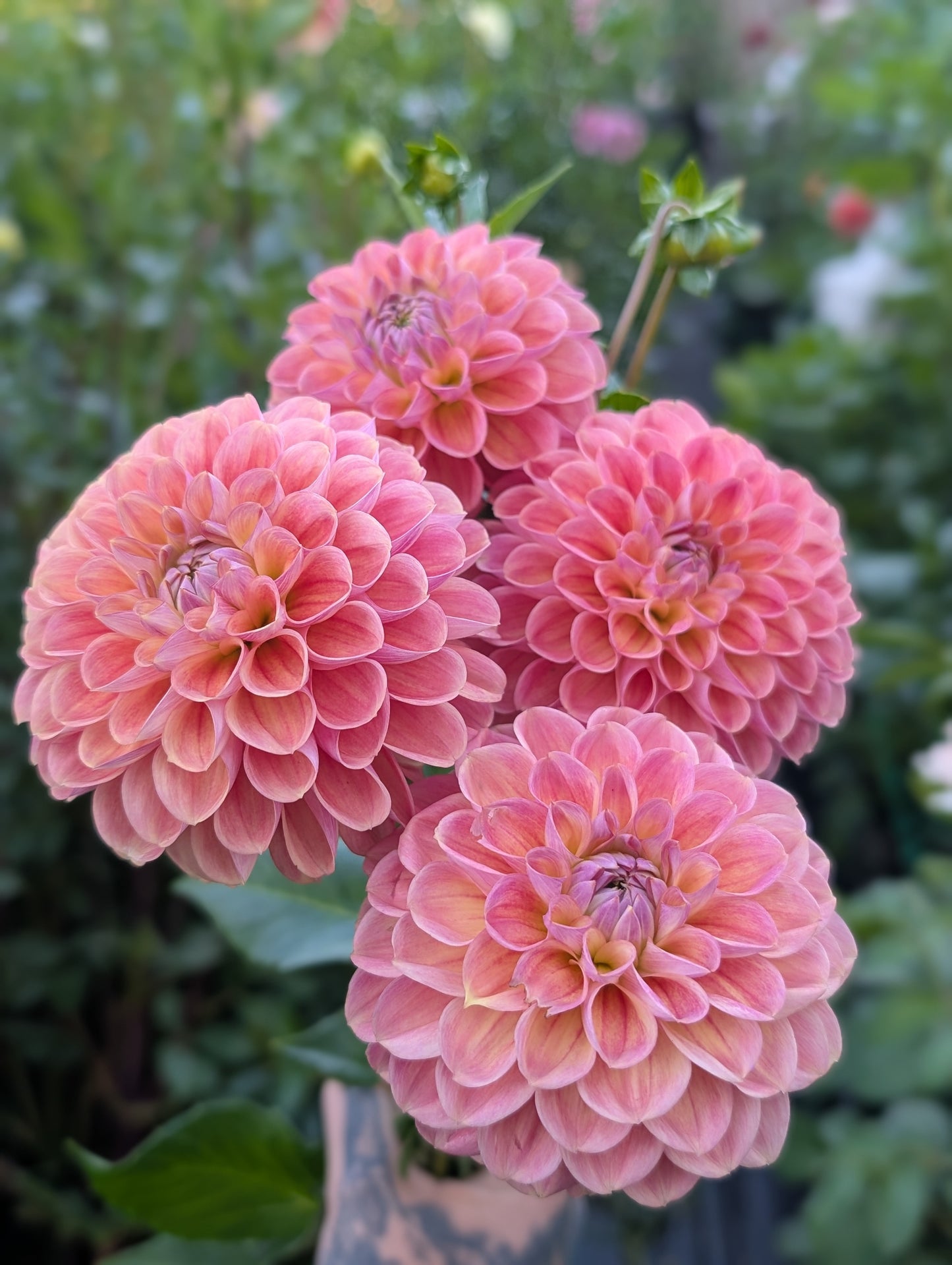 Dorset Rose