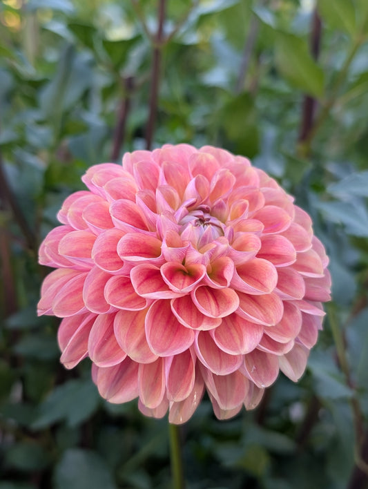 Dorset Rose