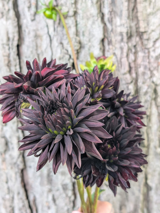 Czarny Charakter (Limit ONE)