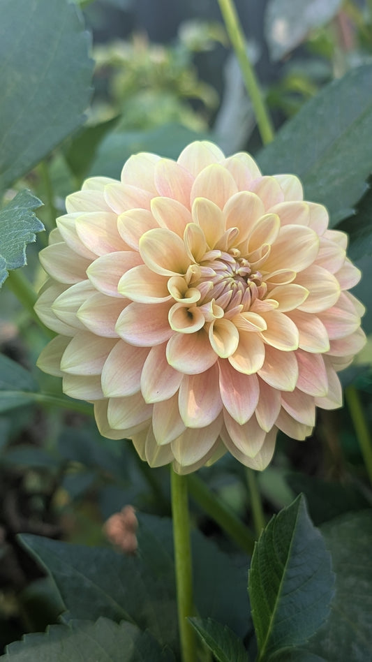 Florelie Fruit Tingle (Limit ONE)