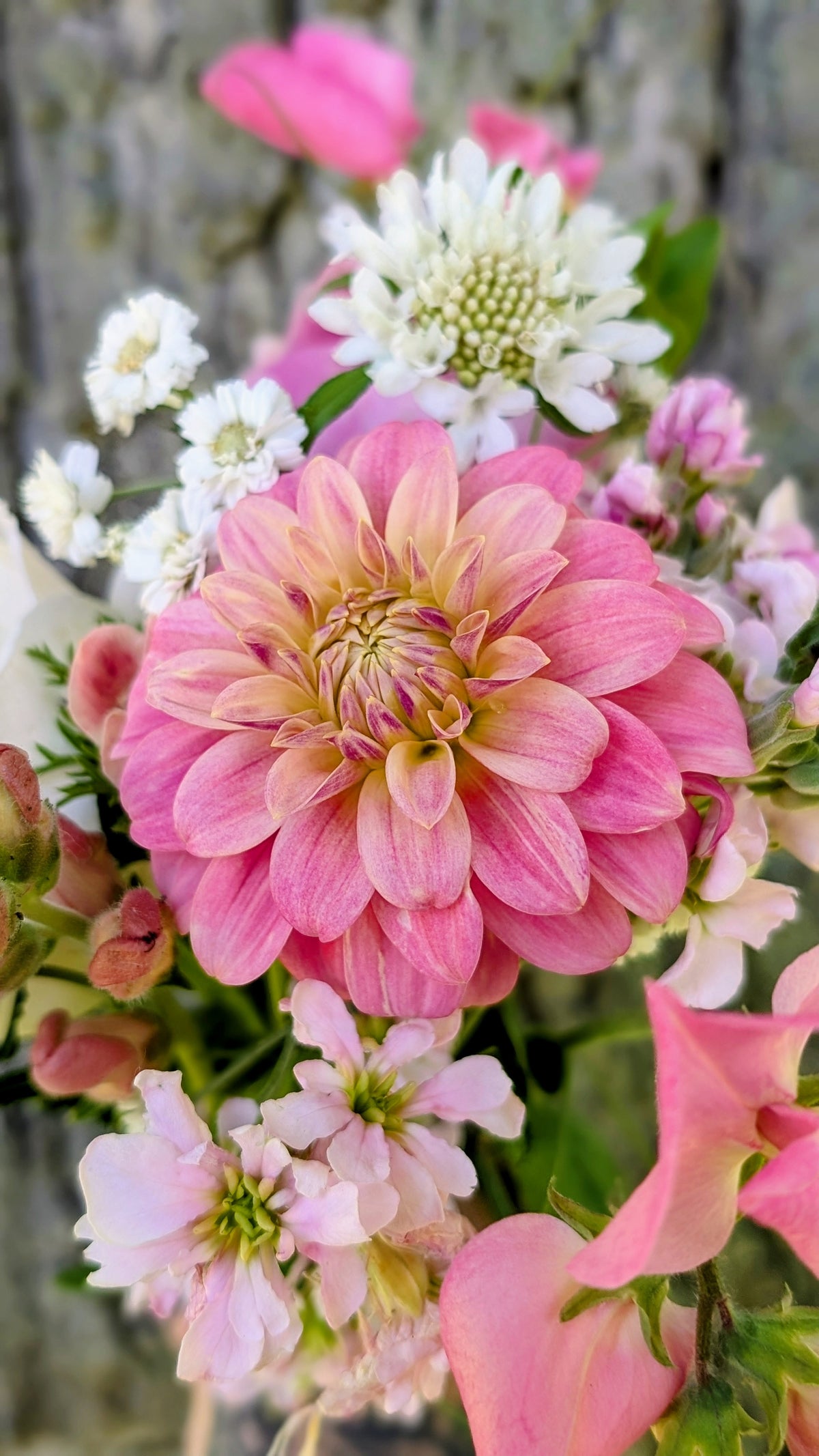 Florelie Strawberry Shortcake š¦šŗ