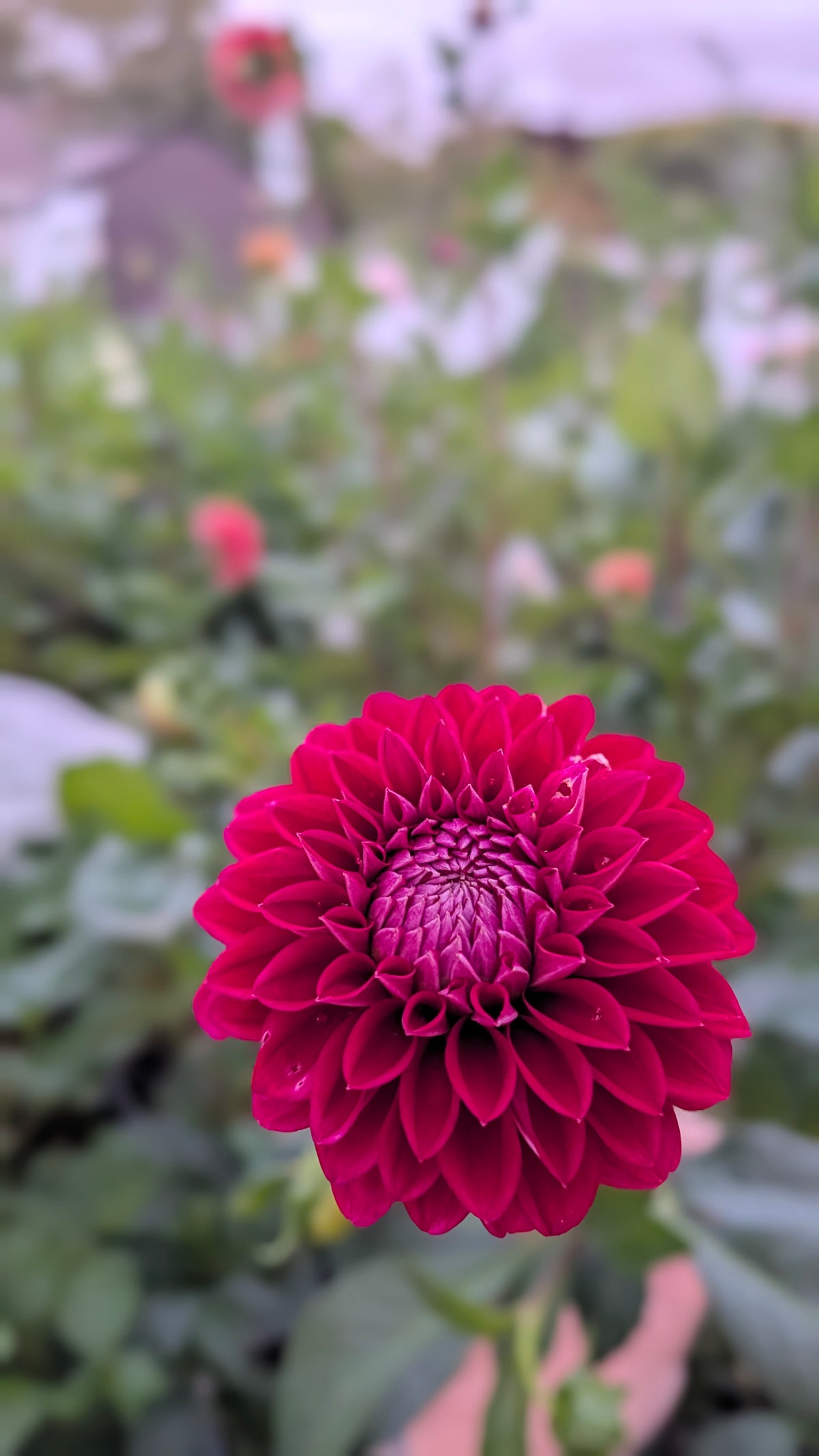 Lee's Black Raspberry