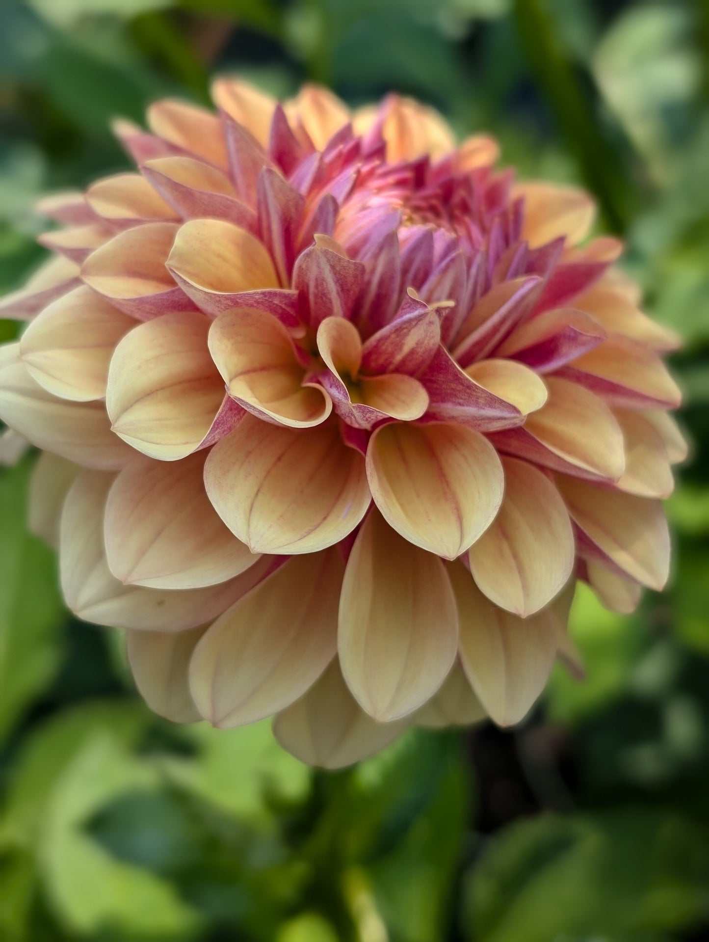 Lee's Golden Raspberry (Limit ONE)