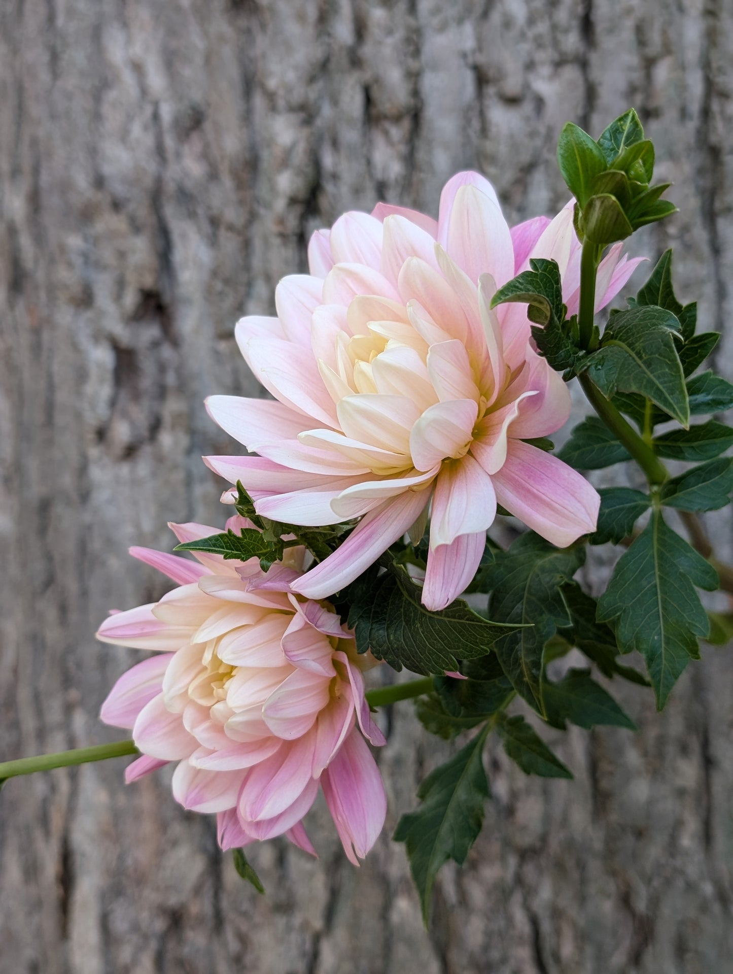 Hollyhill Pink Martini