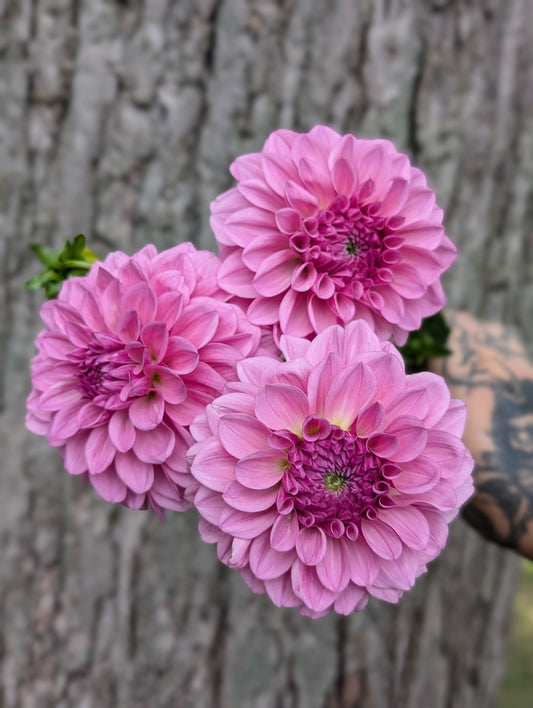 Lee's Sugar Rush (Limit ONE)