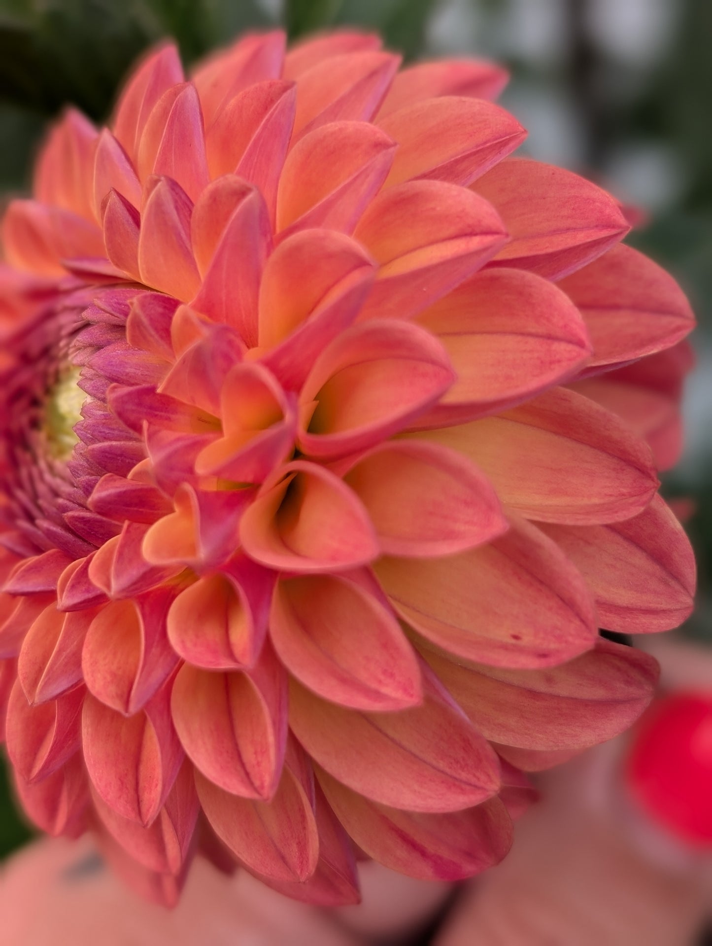 Clearview Butterscotch
