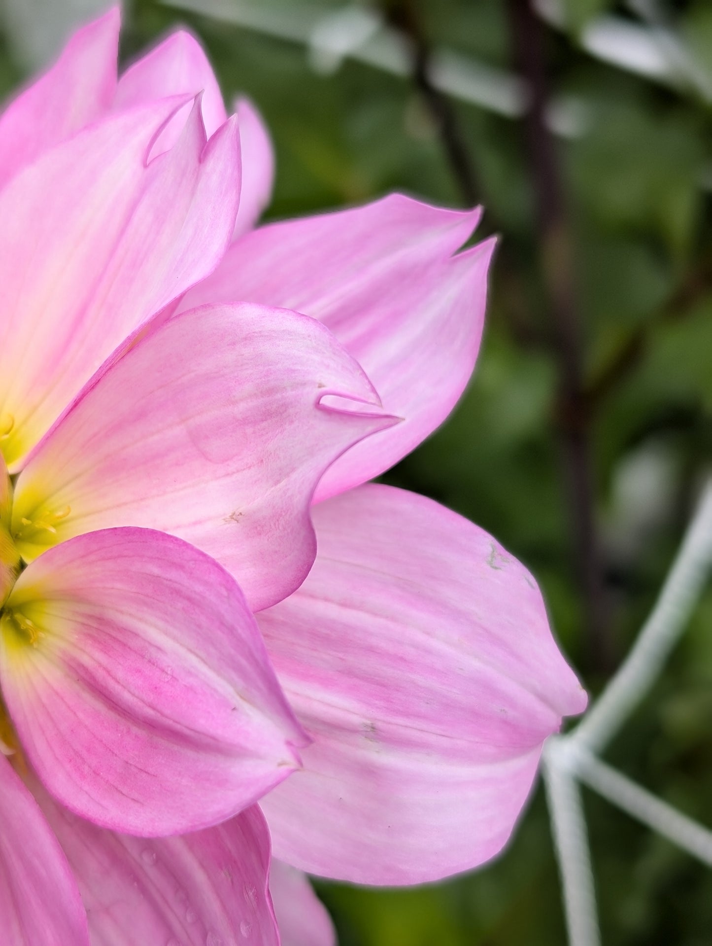 Lee's Sweet Tooth (Limit ONE)