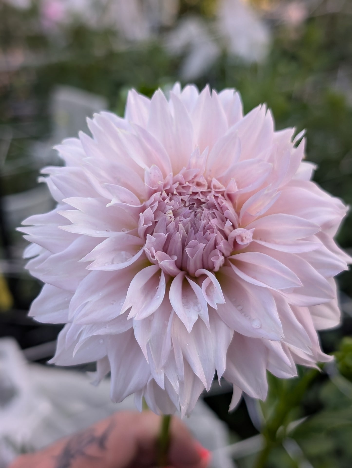 Lee's Starchild (Limit ONE)