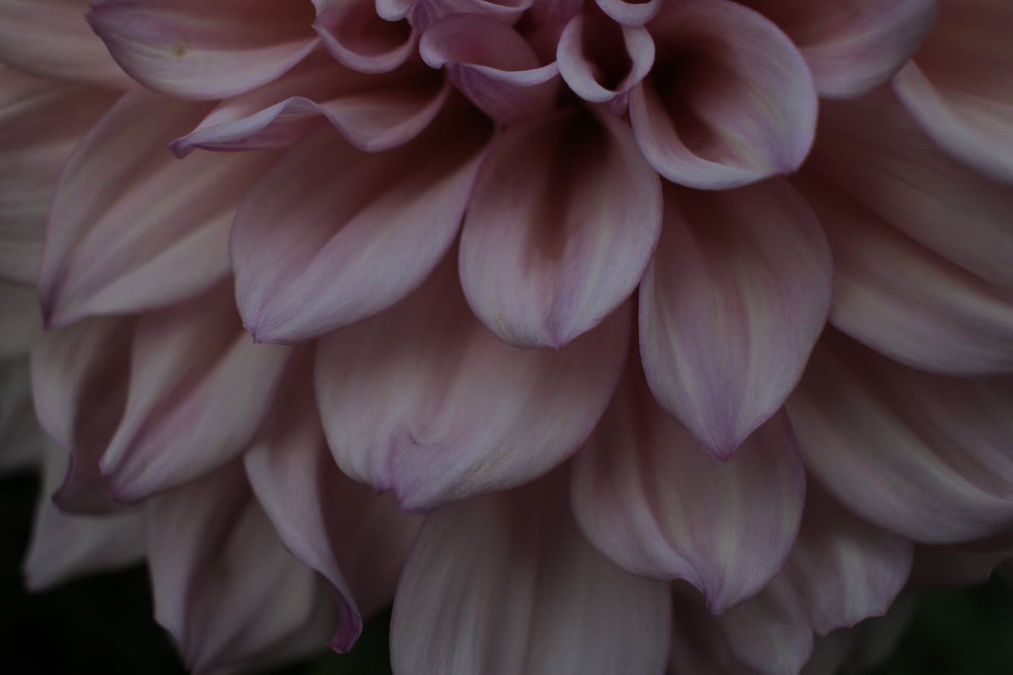 Pearl