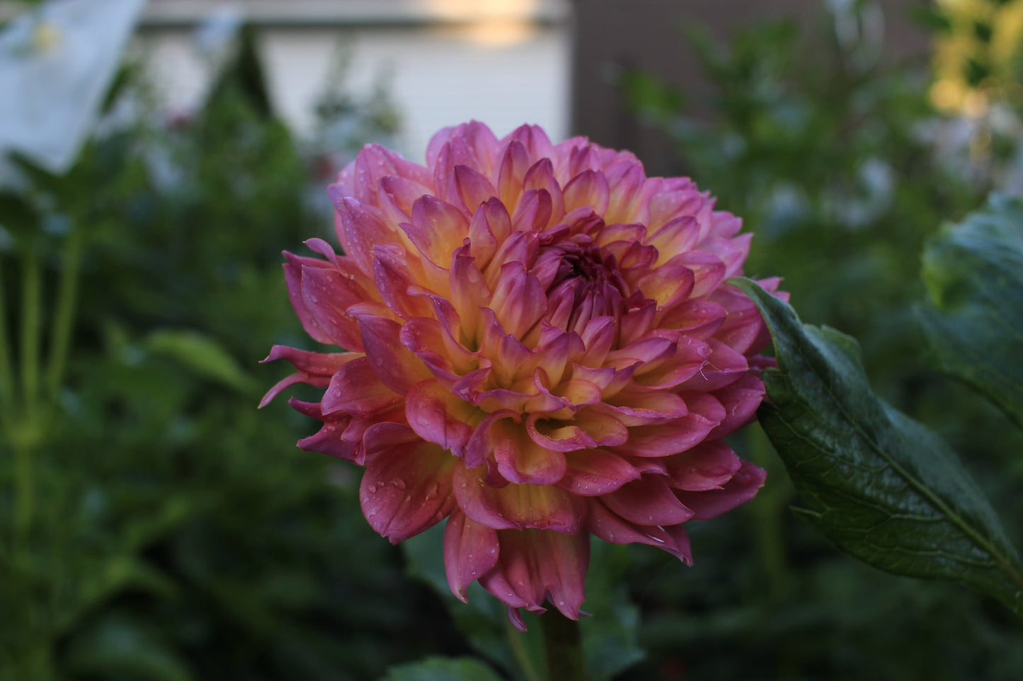 Hapet Primrose