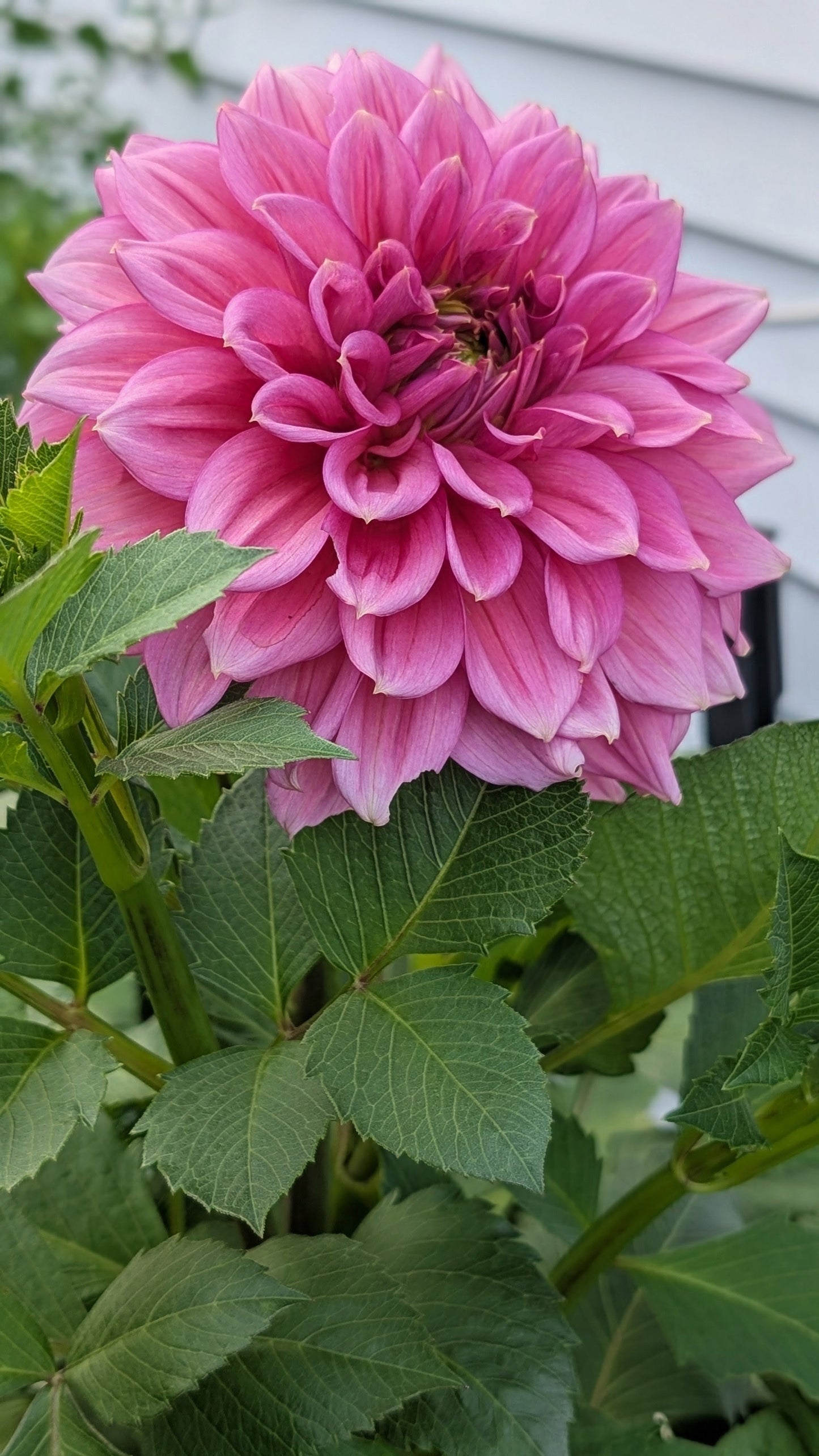 Florelie Guava š¦šŗ