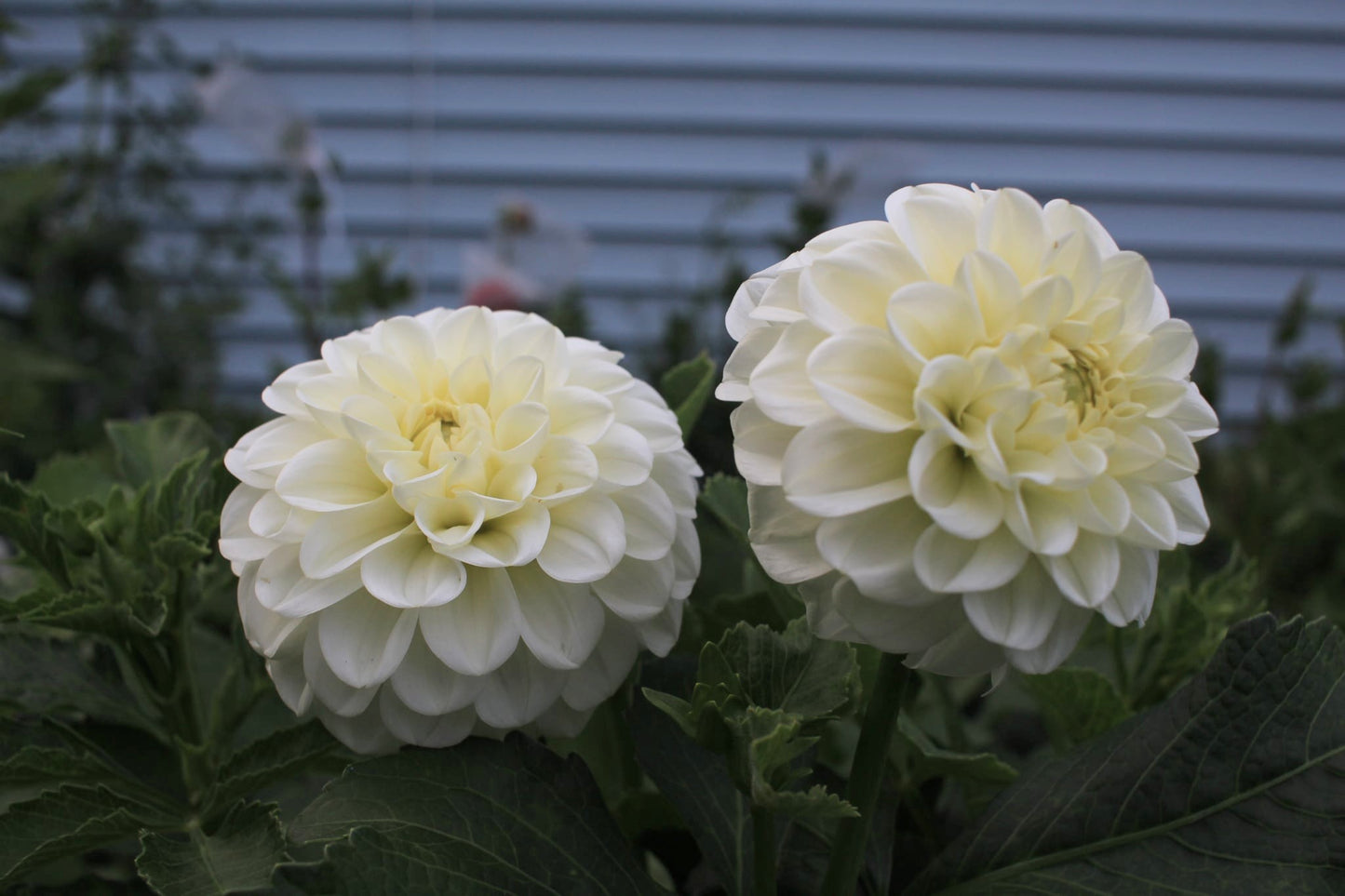 Ferncliff KeyLime