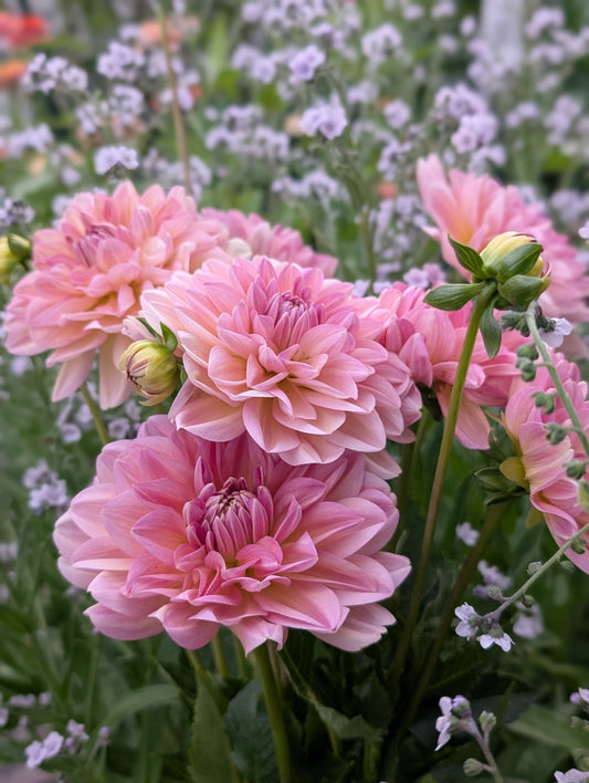 Hapet Old Charm (Limit ONE)