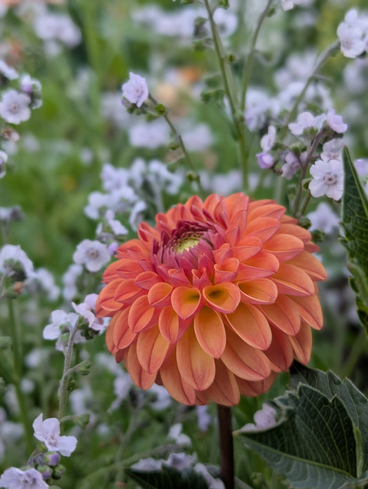 Clearview Butterscotch