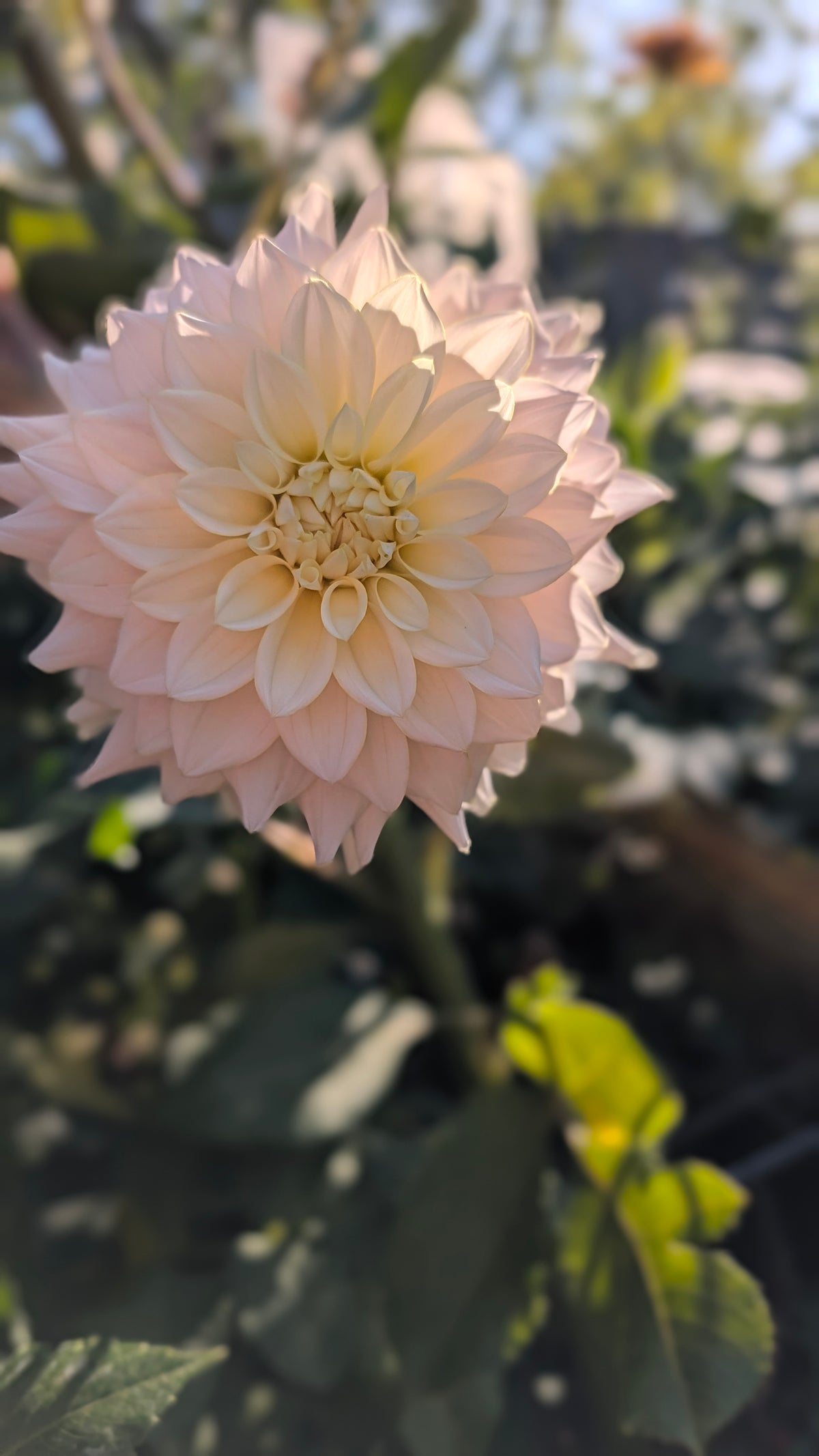 Lee's Halo