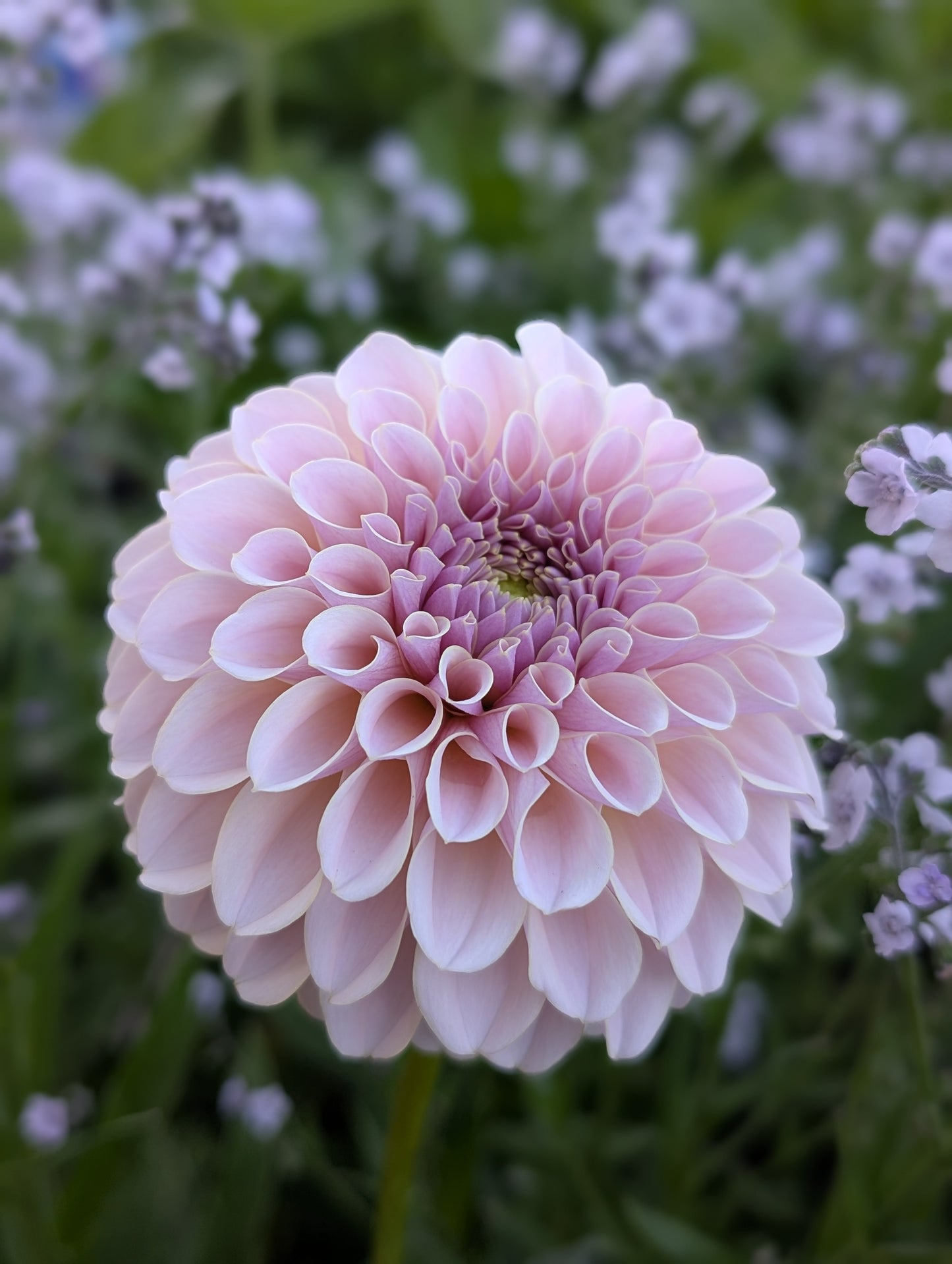 Cinder Rose (Limit ONE)