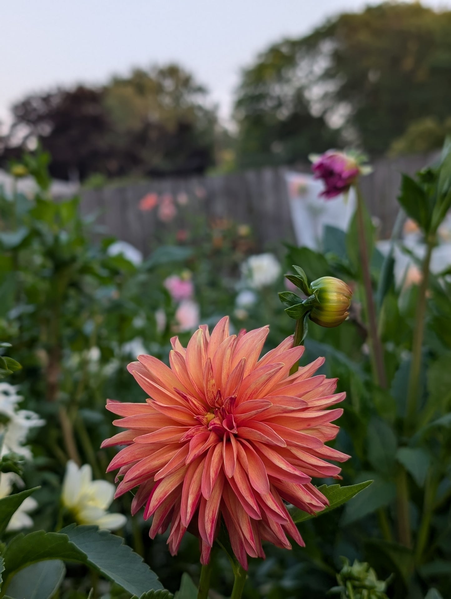 Verrone's Donna Marie