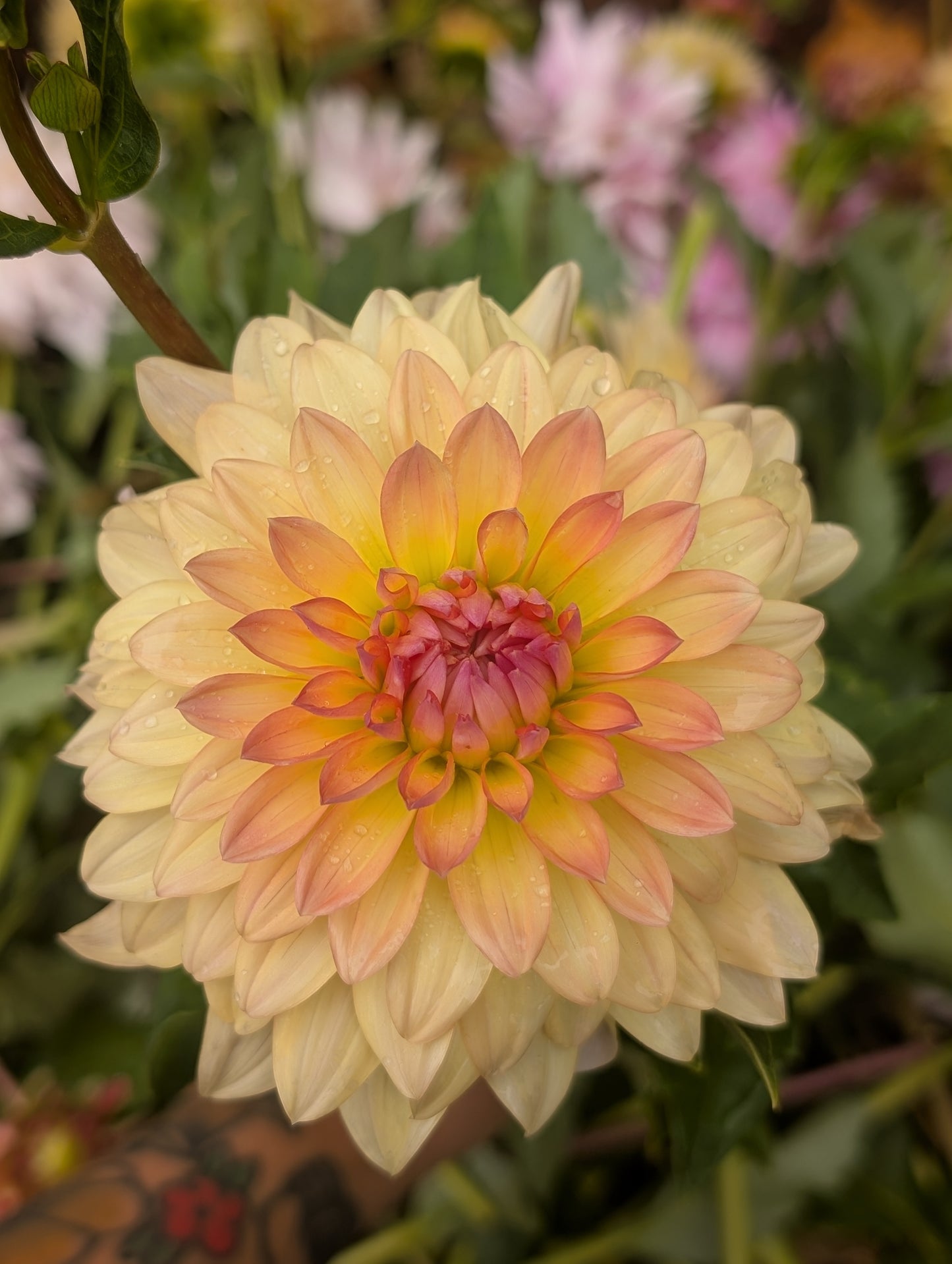 Lee's Sweet Corn Princess (Limit ONE)