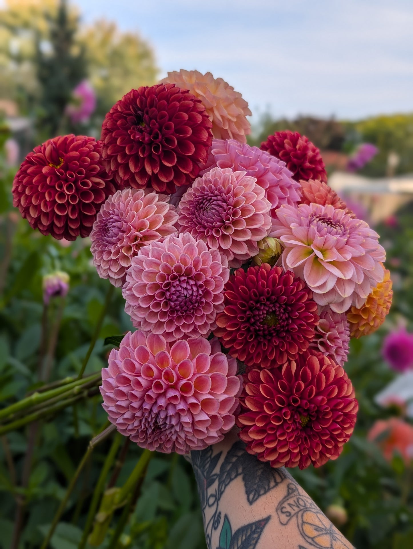 Bracken Rose (US Version)