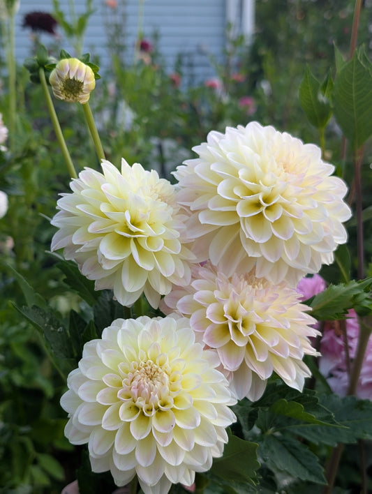 Lee's Cookie (Limit ONE)