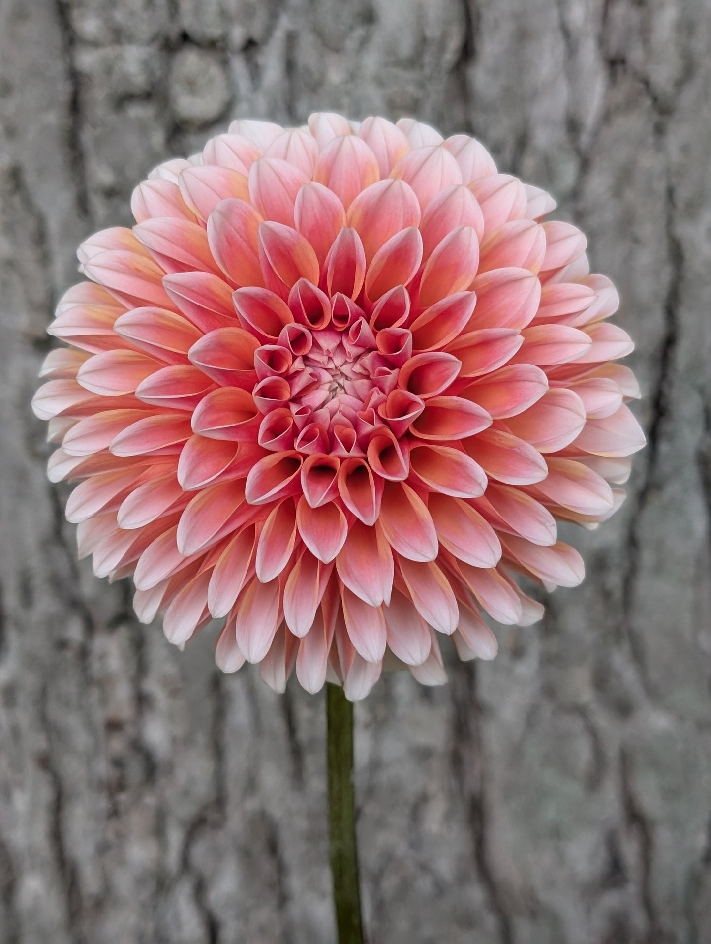 Bell's Otago (Limit ONE)