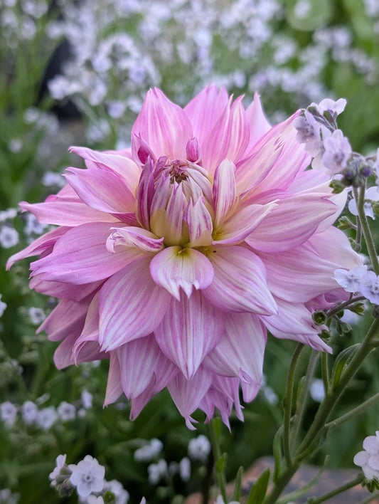 Lee's Sweet Tooth (Limit ONE)