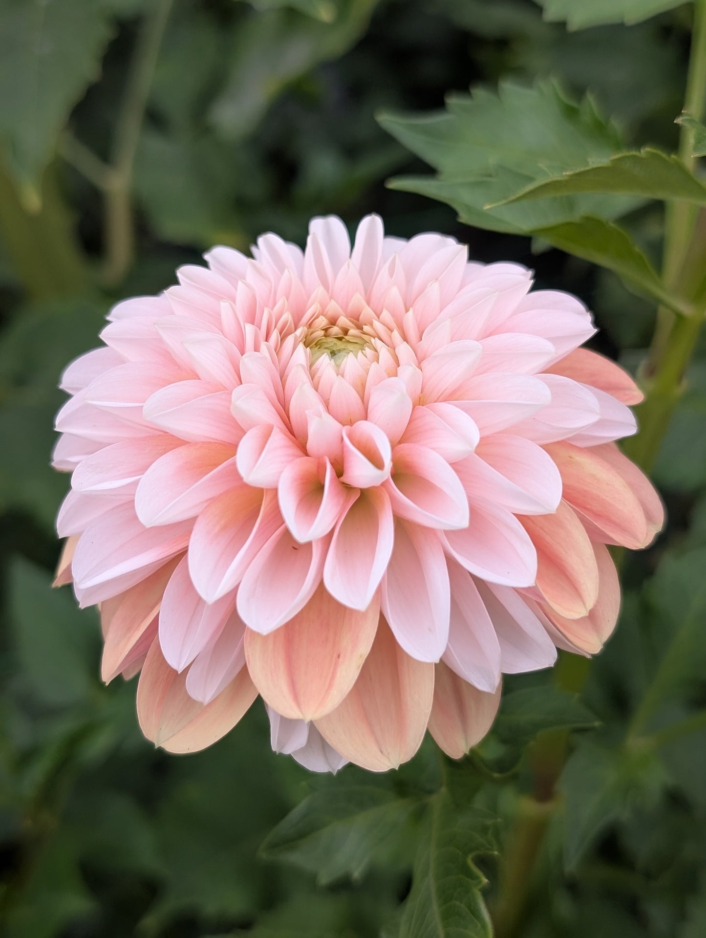 Lee's Kewpie (Limit ONE)