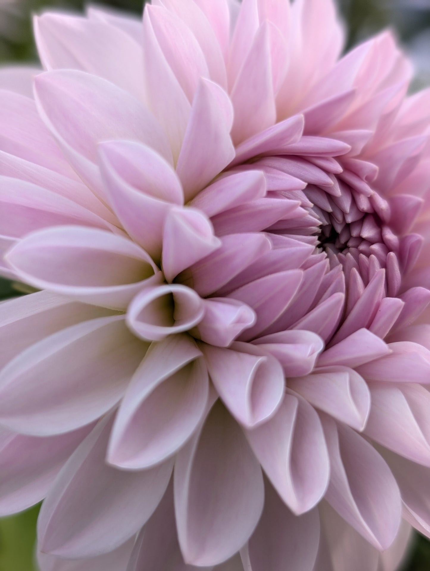 Tahoma Stellar Feller