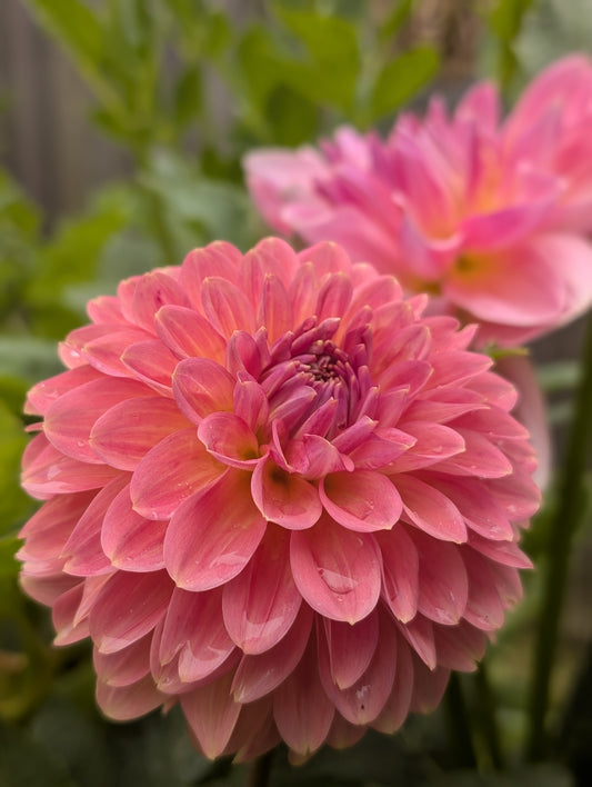 Clearview Pataha (Limit ONE)