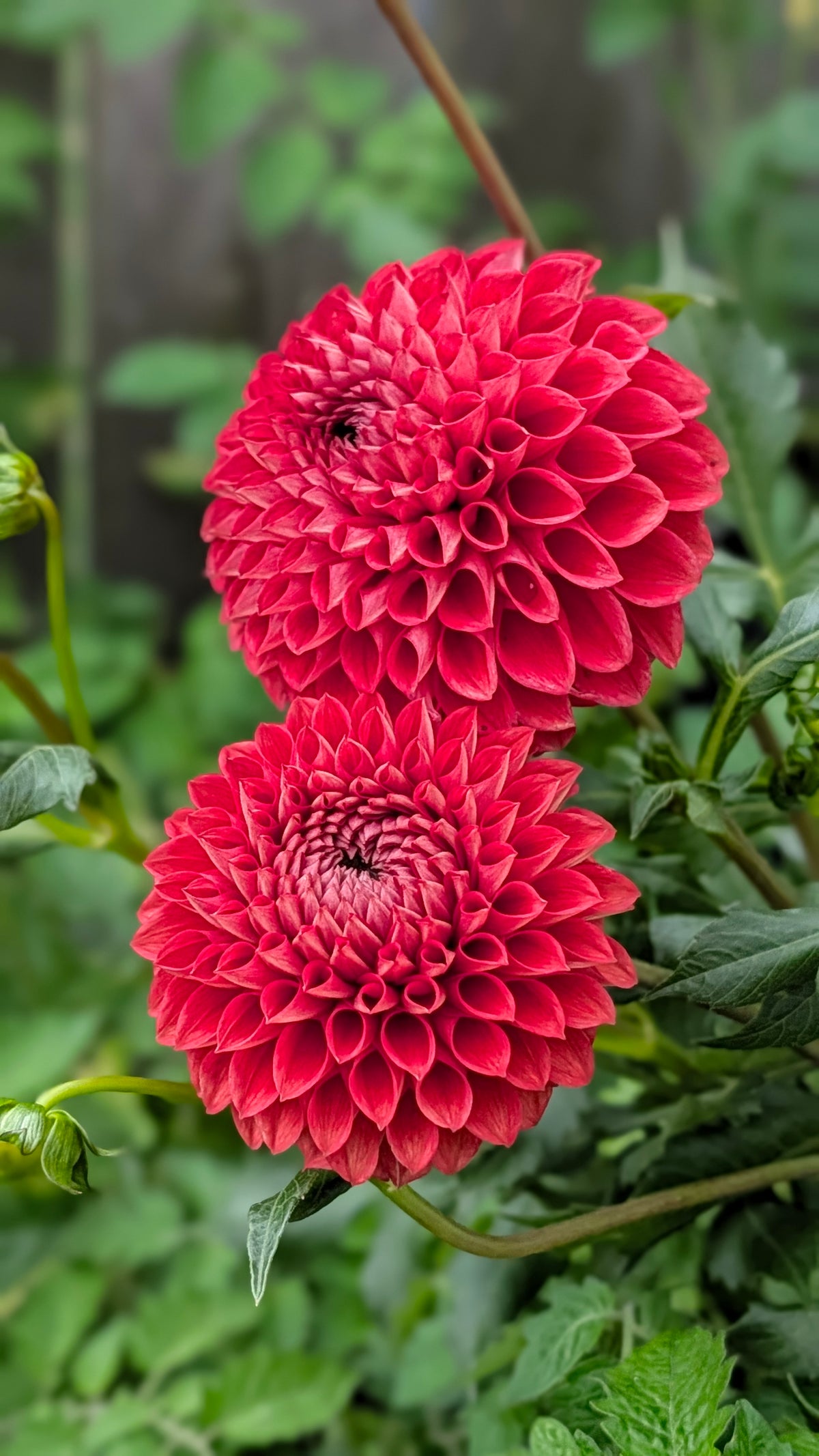 Blooming Heart's Italian Pacemaker