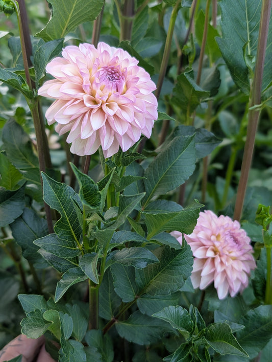 Levi's Revenant (Limit ONE)