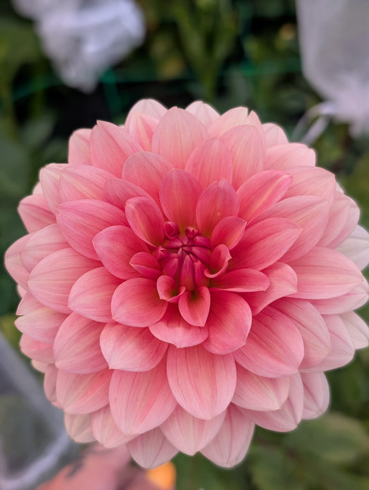 Lee's Papaya (Limit ONE)