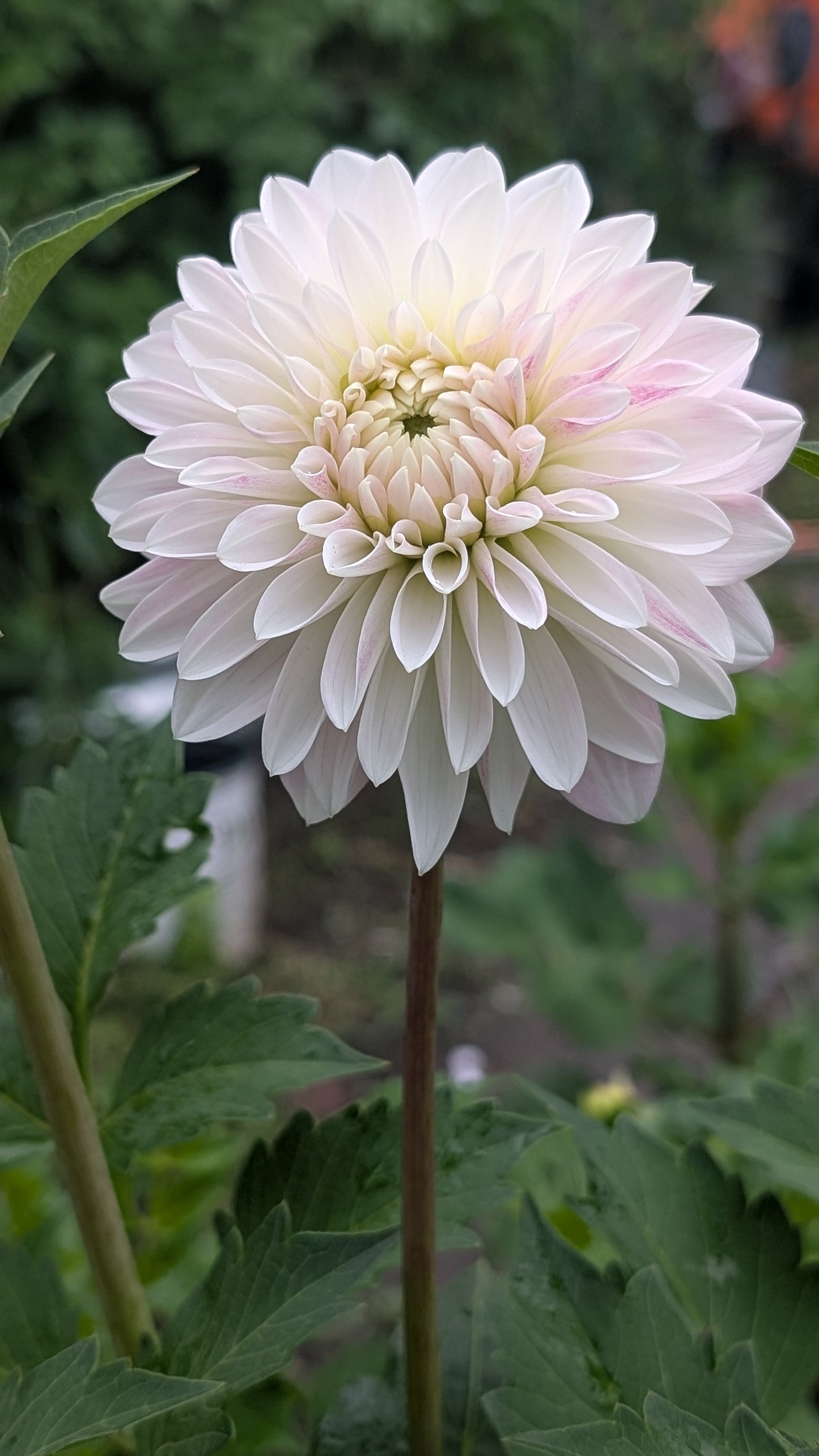 Rose Quartz