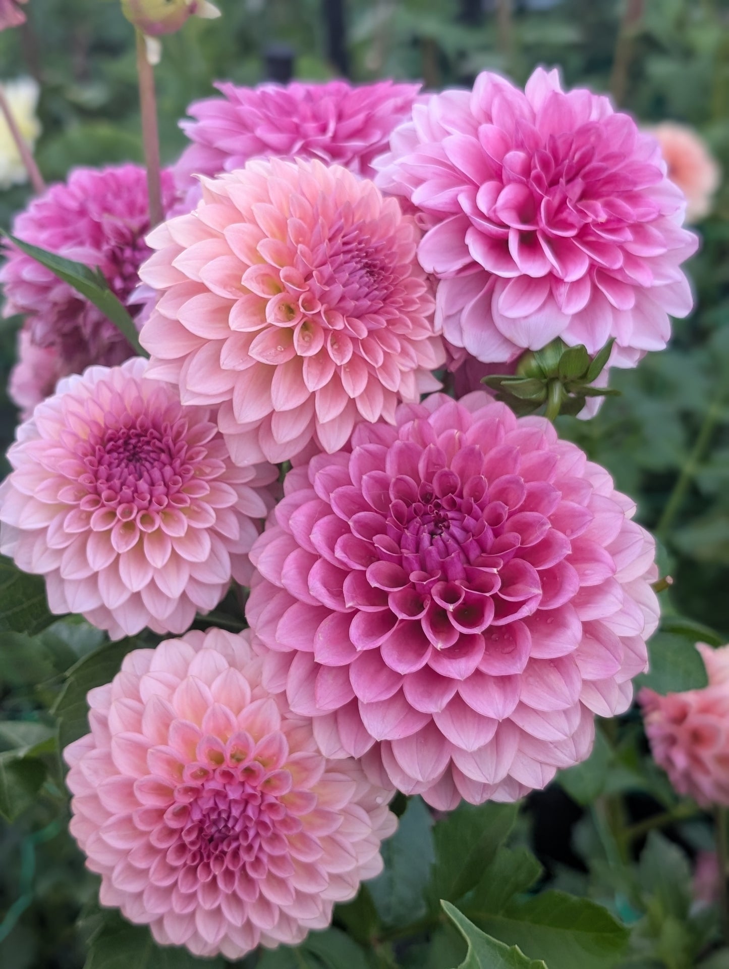 Levi's Blue Smoke (Limit ONE)