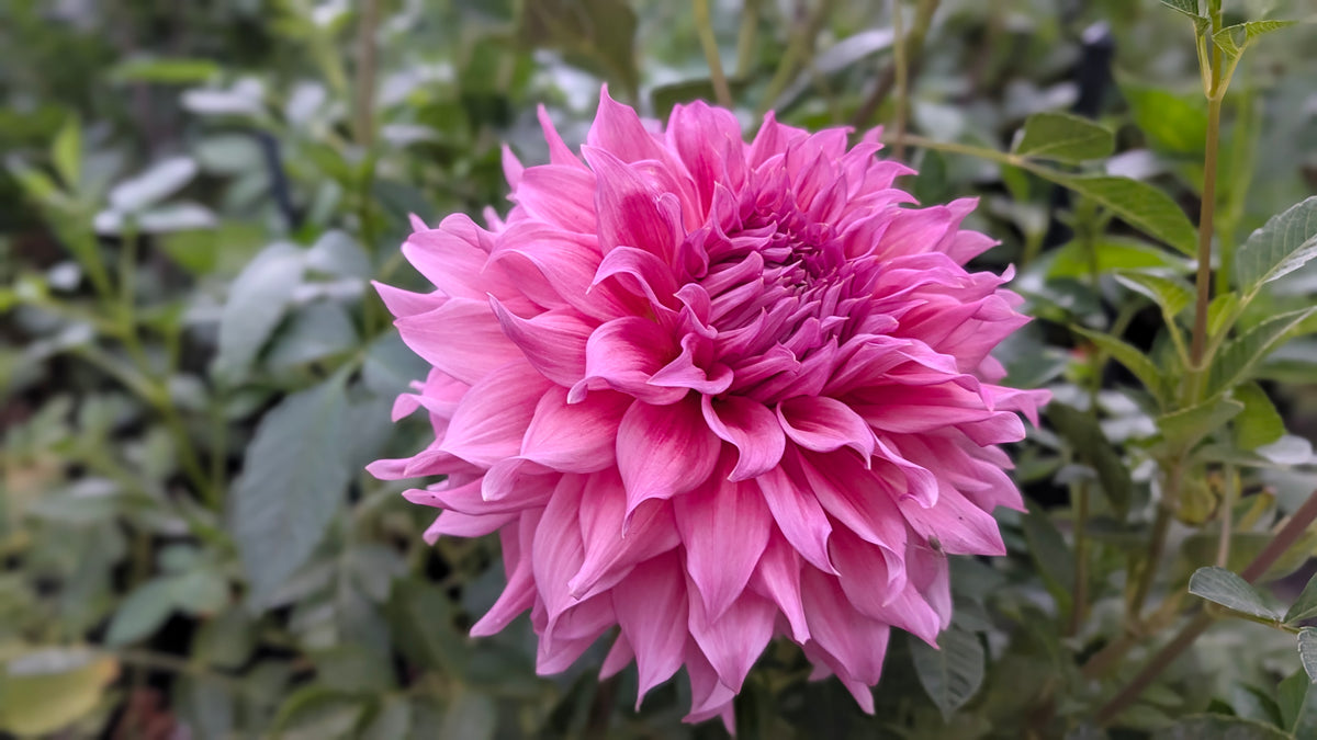 Wyn's Pink Pearl