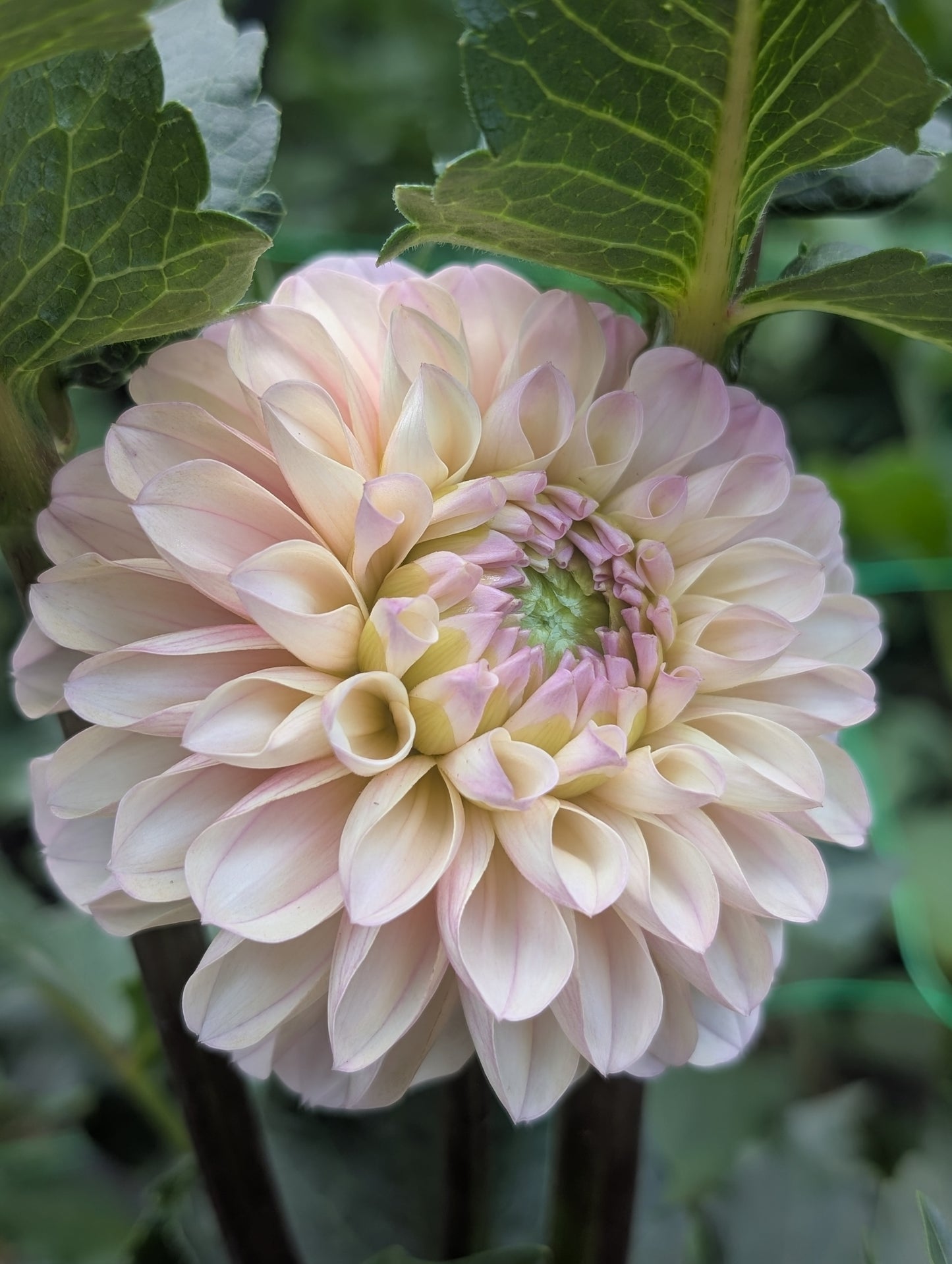 Levi's Revenant (Limit ONE)