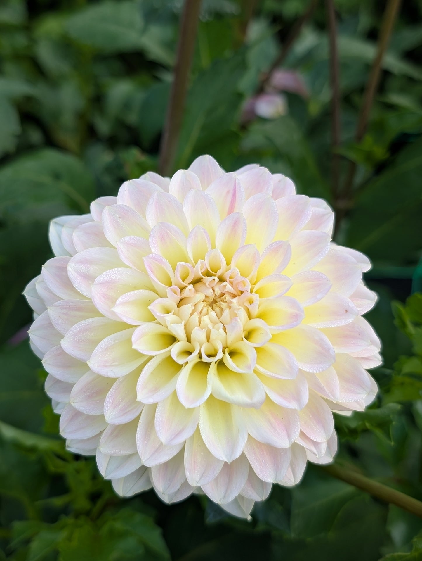 Lee's Cookie (Limit ONE)