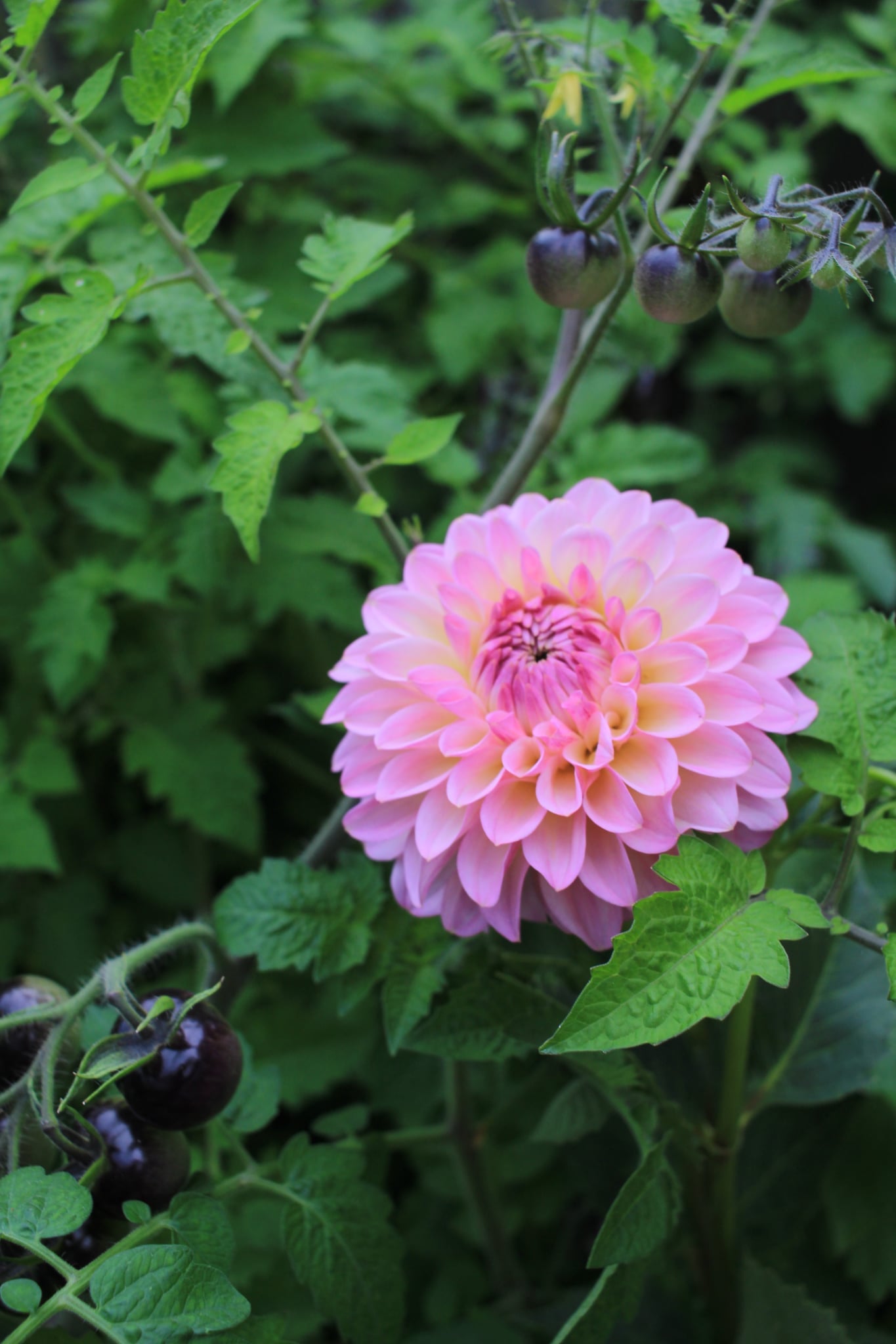 Arnside Rose