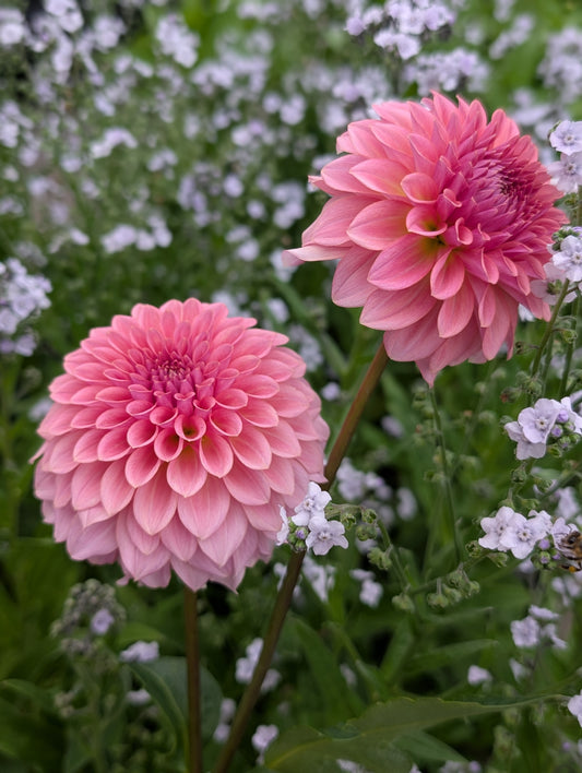 Levi's Blue Smoke (Limit ONE)