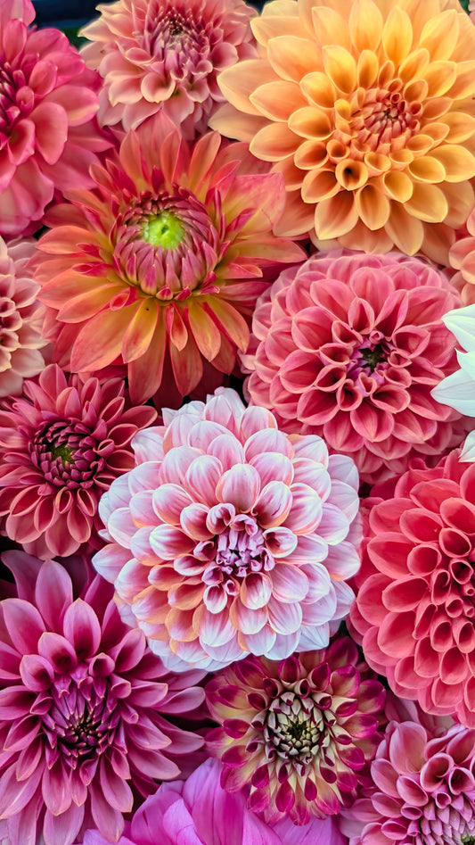 Bermuda Pink